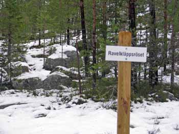 Ravelkläppsröset